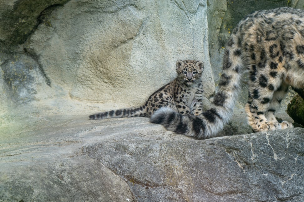 Junger Schneeleopard im Zoo Zürich.