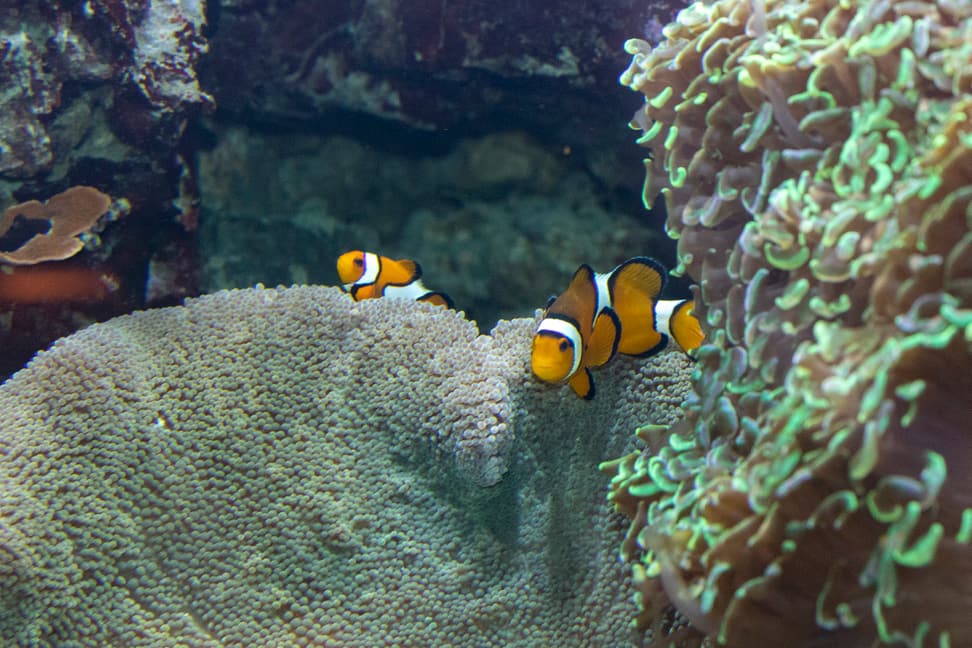 Foto: Zoo Zürich, Enzo Franchini Falscher Clown-Anemonenfisch im Aquarium des Zoo Zürich.