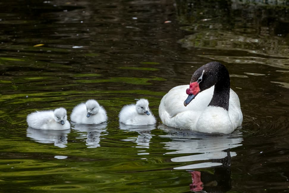 Schwarzhalsschwan mit Küken im Pantanal des Zoo Zürich.