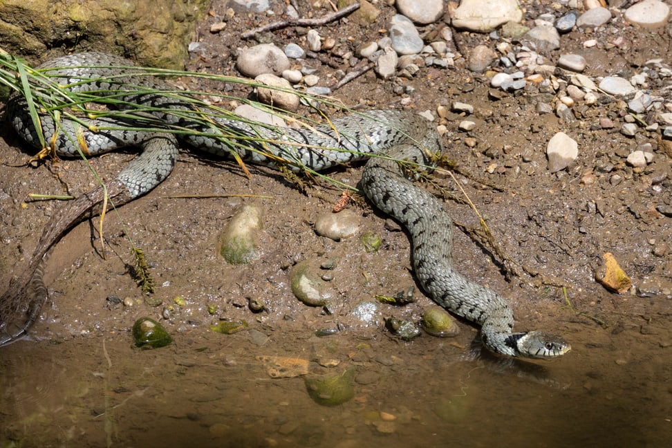 Ringelnatter im Zoo Zürich