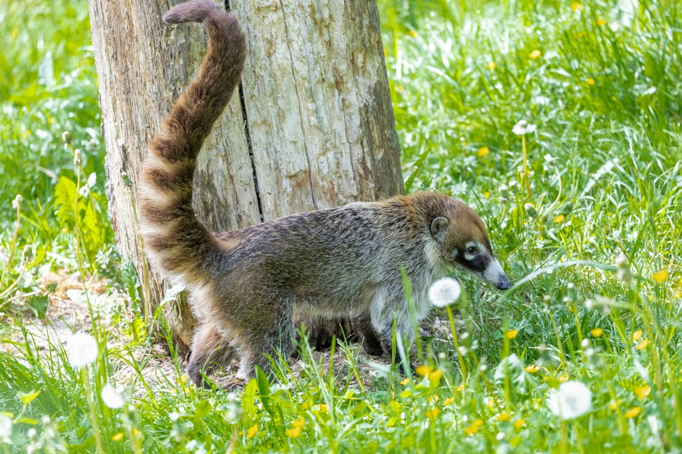 Weissrüssel-Nasenbär im Zoo Zürich.