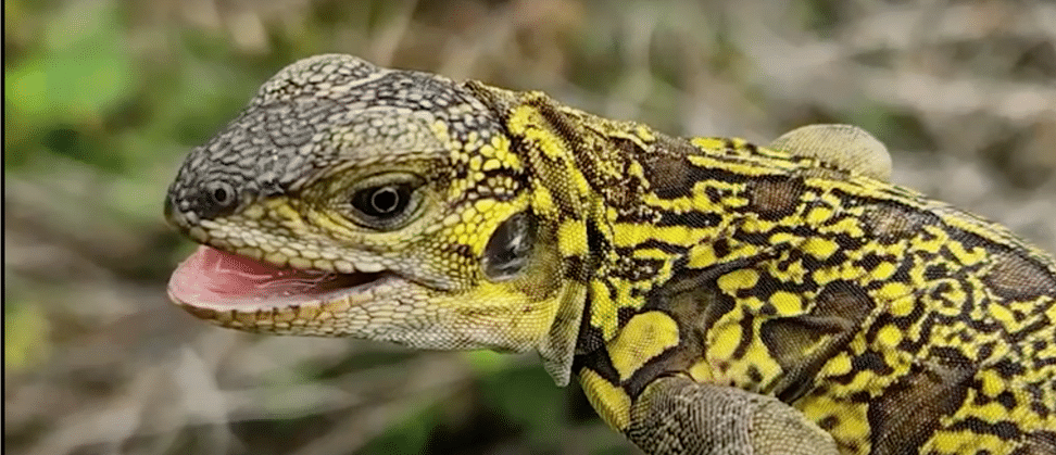 Junger Rosa Landleguan ã GNPD/Galápagos Conservancy 