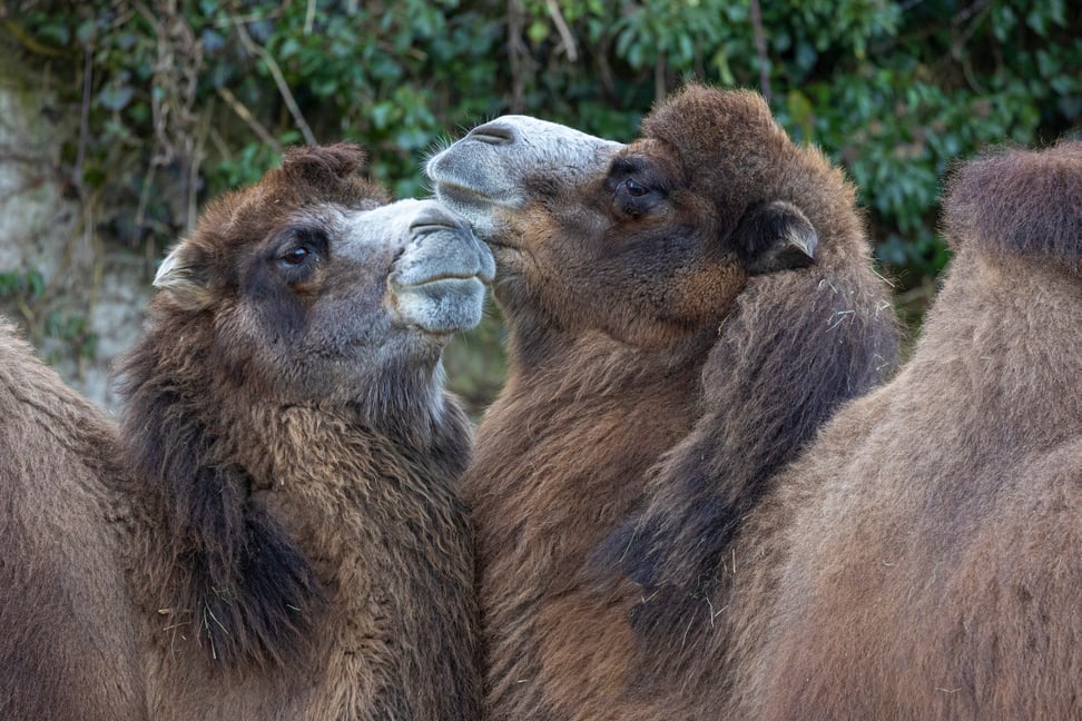 Trampeltiere im Zoo Zürich (2022). 