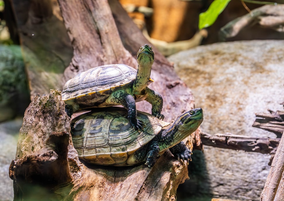 Zwei Annam Bachschildkröten