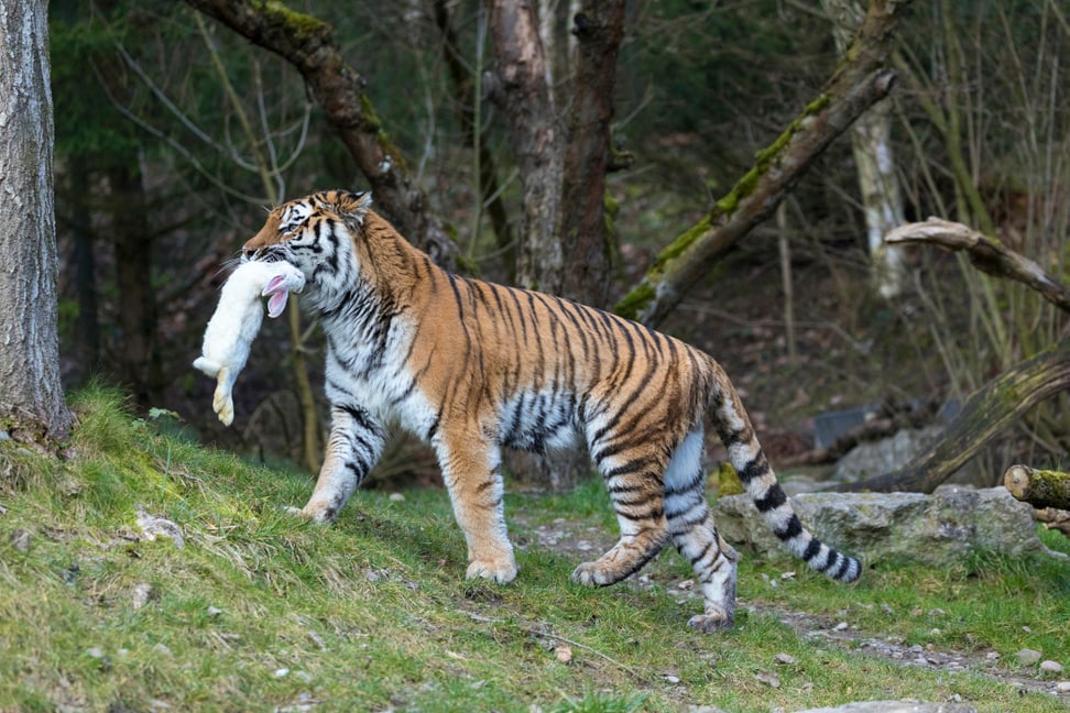 Amurtigerin Elena mit Futter im Zoo Zürich.