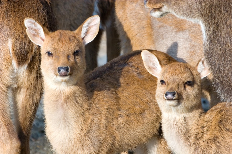 Junge Burma-Leierhirsche im Zoo Zürich.