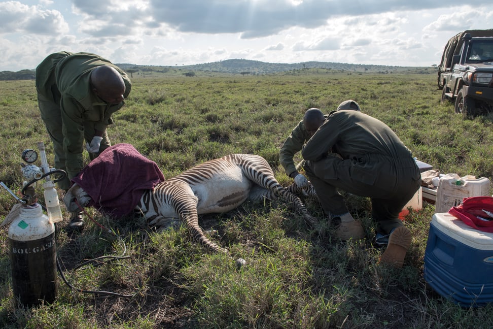 Zebra Untersuch Lewa