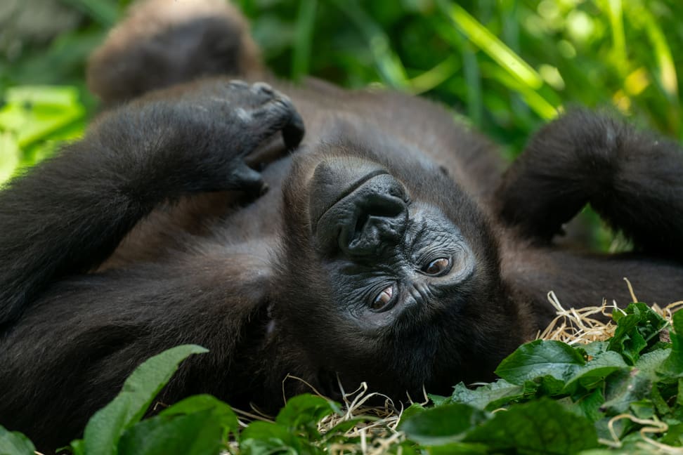 Westliches-Flachlandgorilla-Weibchen Ivindo im Zoo Zürich.