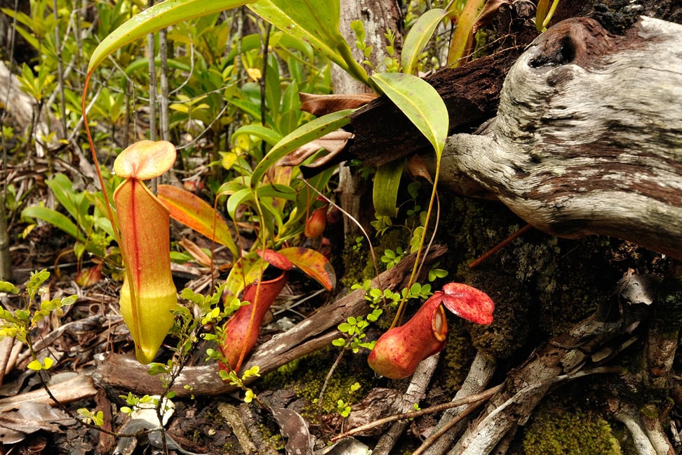 Nepenthes