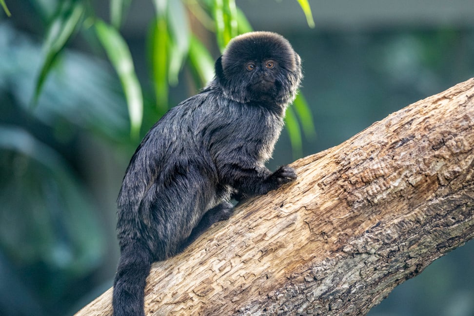 Foto: Zoo Zürich, Enzo Franchini Springtamarin im Zoo Zürich.