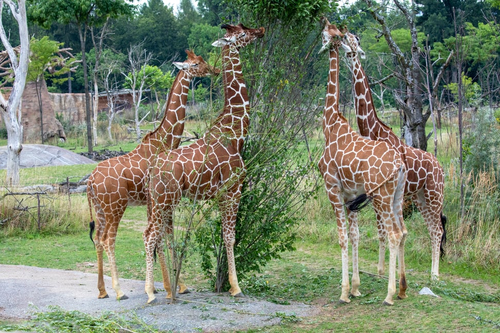 Netzgiraffen Irma, Jahi, Luna und Malou in der Lewa Savanne des Zoo Zürich.