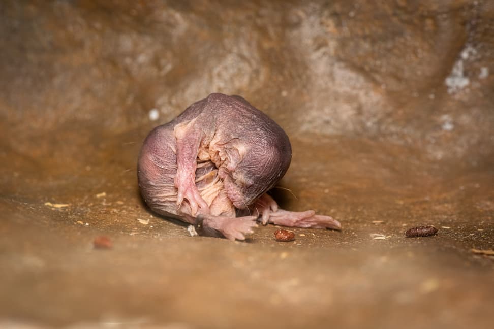 Foto: Zoo Zürich, Marco Schaffner Nacktmull in der Lewa Savanne im Zoo Zürich.