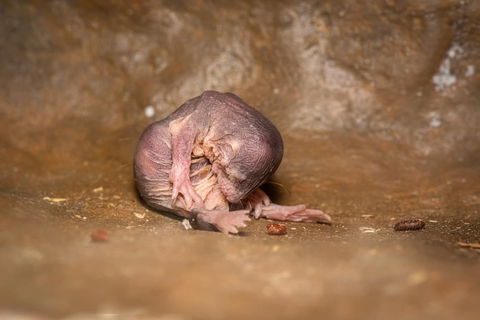 Nacktmull in der Lewa Savanne im Zoo Zürich.