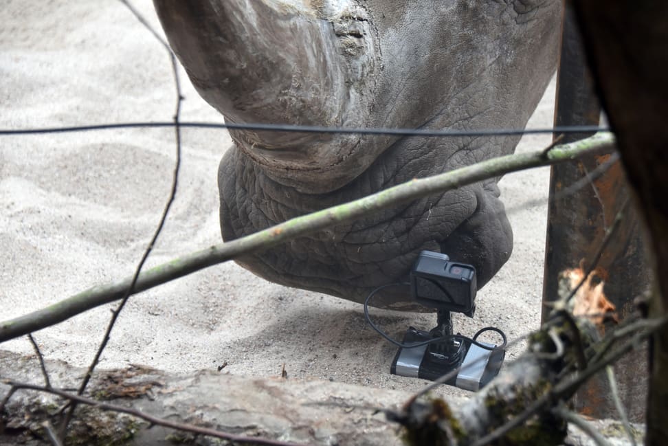 Foto: Zoo Zürich, Cordula Galeffi Breitmaulnashorn Teshi inspiziert die GoPro-Kamera.