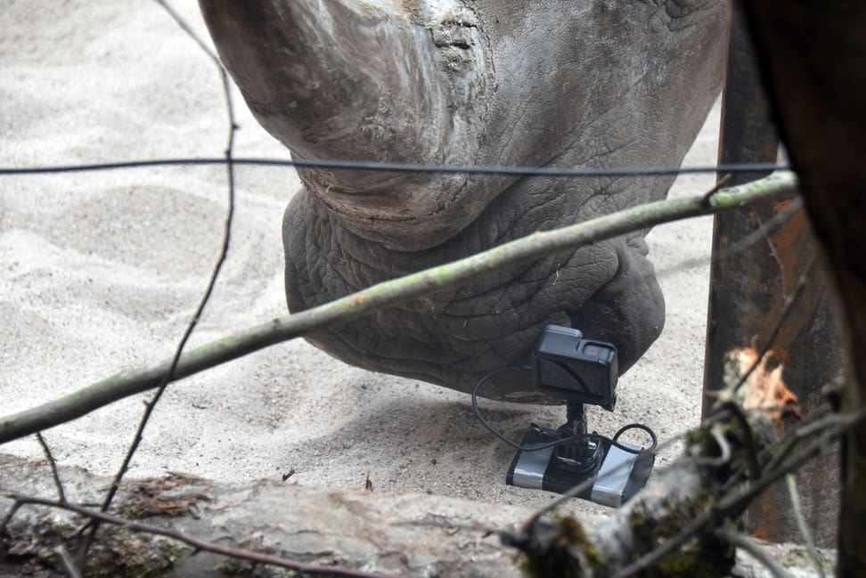 Breitmaulnashorn Teshi inspiziert die GoPro-Kamera.