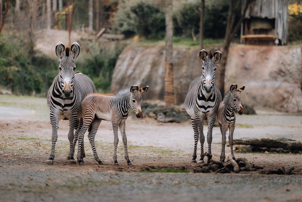 Grevyzebras mit Fohlen in der Lewa Savanne des Zoo Zürich im Oktober 2025.