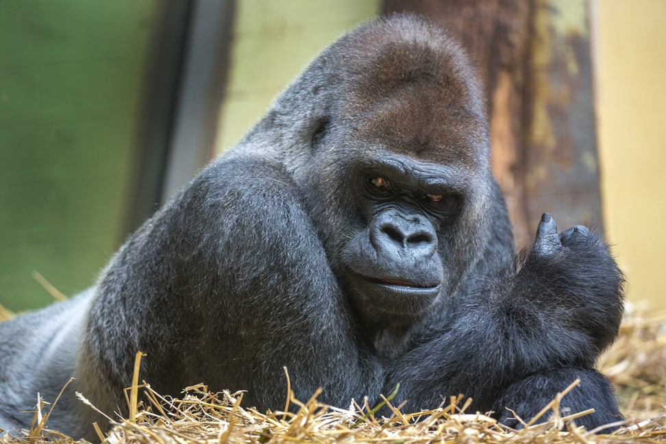 Westlicher Flachlandgorilla N'Gola im Zoo Zürich.