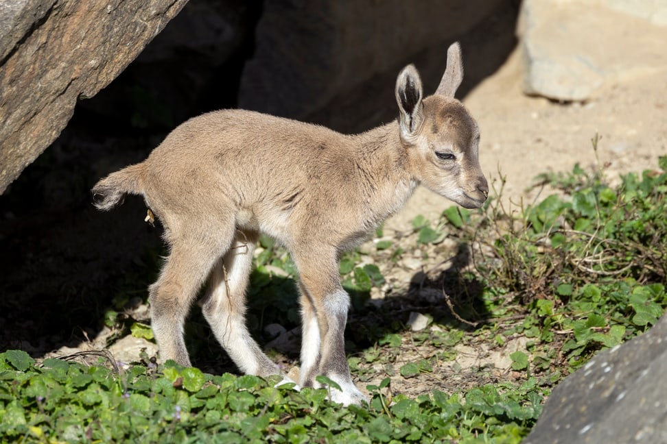 Junger Nubischer Steinbock im Semien Gebirge des Zoo Zürich.