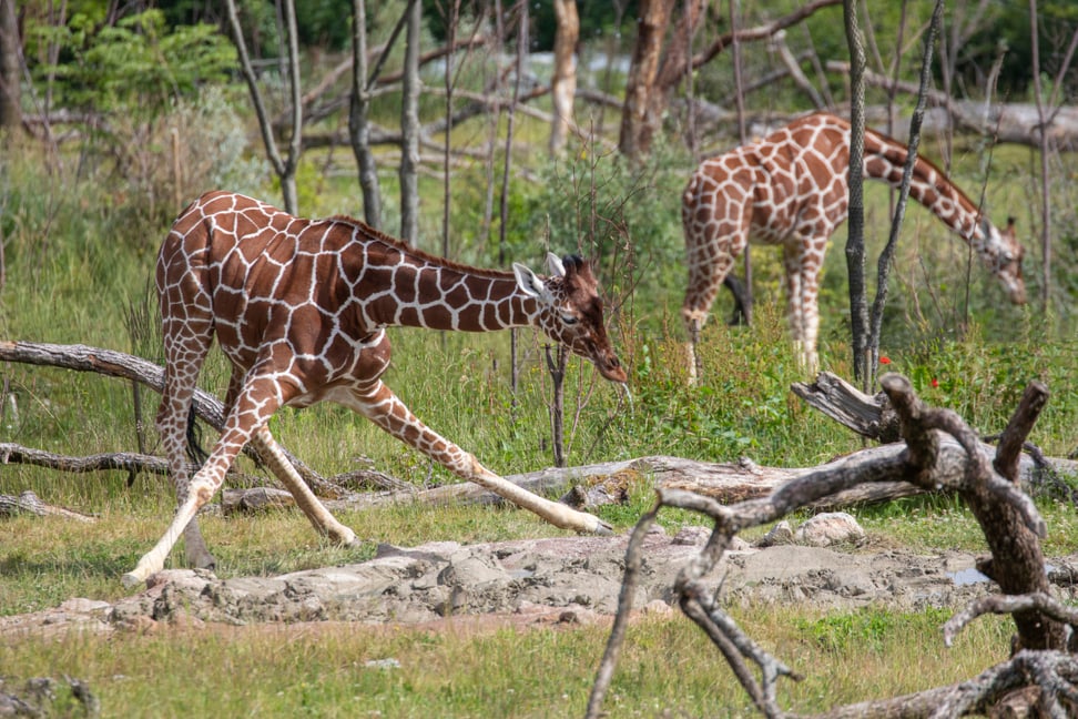 Foto: Zoo Zürich, Enzo Franchini Netzgiraffe Jahi beim Trinken in der Lewa Savanne des Zoo Zürich.
