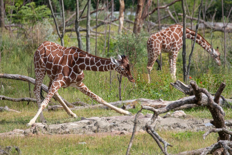 Netzgiraffe Jahi beim Trinken in der Lewa Savanne des Zoo Zürich.