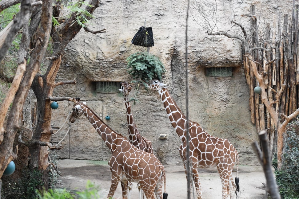 Foto: Zoo Zürich, Sandro Schönbächler Eine willkommene Abwechslung für die Giraffen.