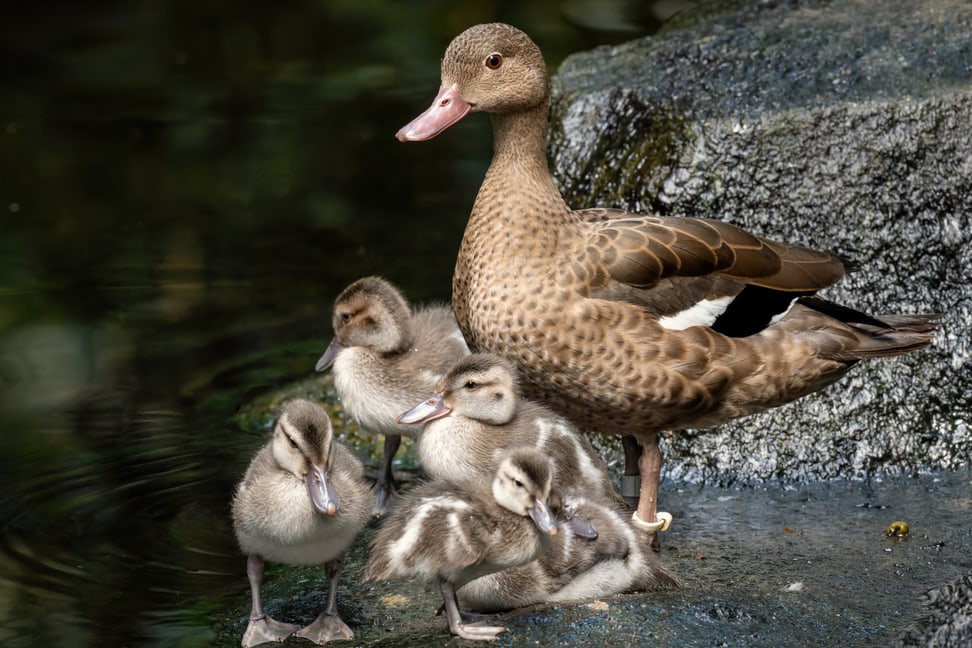 Bernierente mit Küken im Masoala Regenwald des Zoo Zürich.