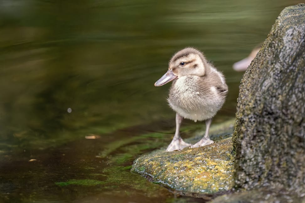 Bernierentenküken im Masosala Regenwald des Zoo Zürich.
