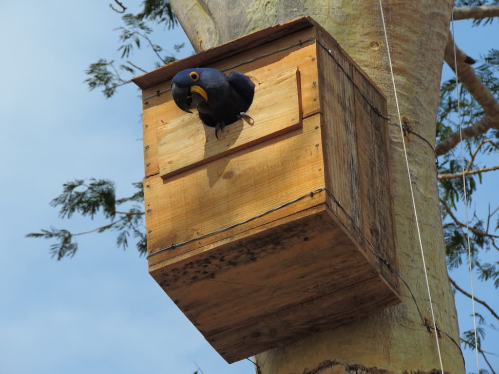 Foto: Hyacinth Macaw Project, Cézar Corrêa Hyazinthara im Hyazinthara-Projekt.