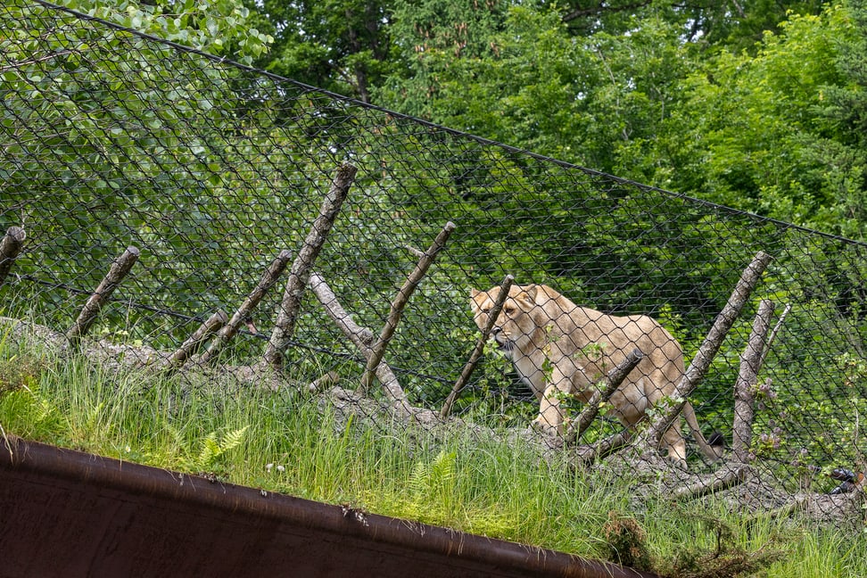 Asiatischer Löwe auf dem «Catwalk» im Panthera-Lebensraum des Zoo Zürich.