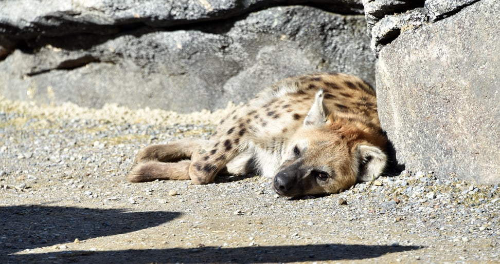 Foto: Zoo Zürich, Robert Zingg Tüpfelhyäne Tesi in der Lewa Savanne.