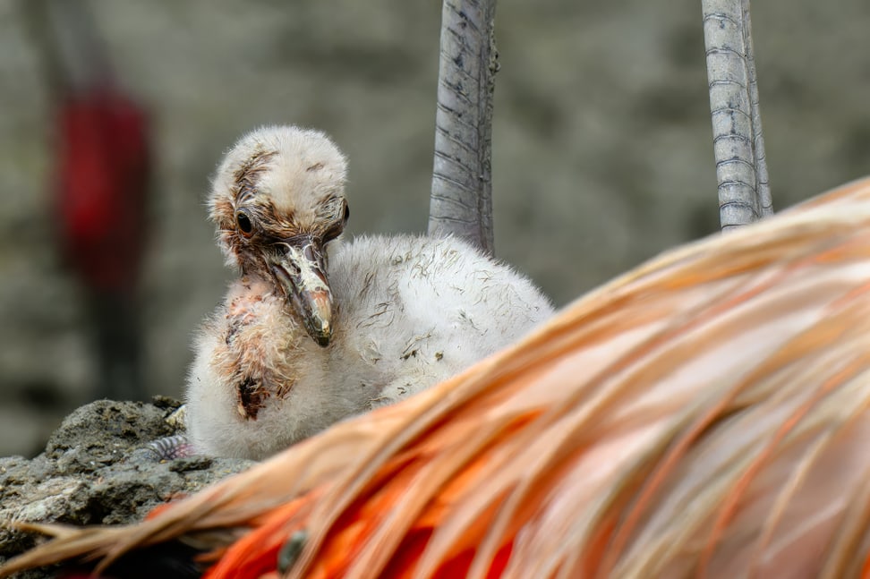 Junger Flamingo mit seinen Eltern im Zoo Zürich.