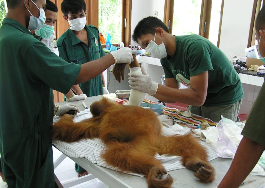 Foto: Stiftung PanEco Veterinärstation in der Quarantänestation Batu Mbelin in Sumatra.
