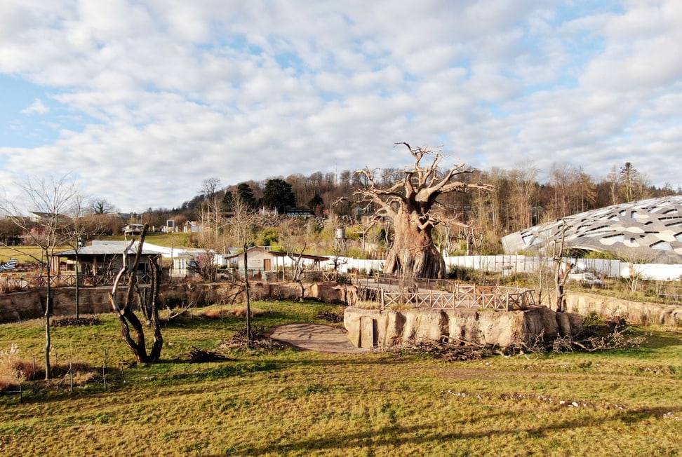 Foto: Zoo Zürich, Dominik Ryser Blick auf Baobab und Steg in der Lewa Savanne im Januar 2020.