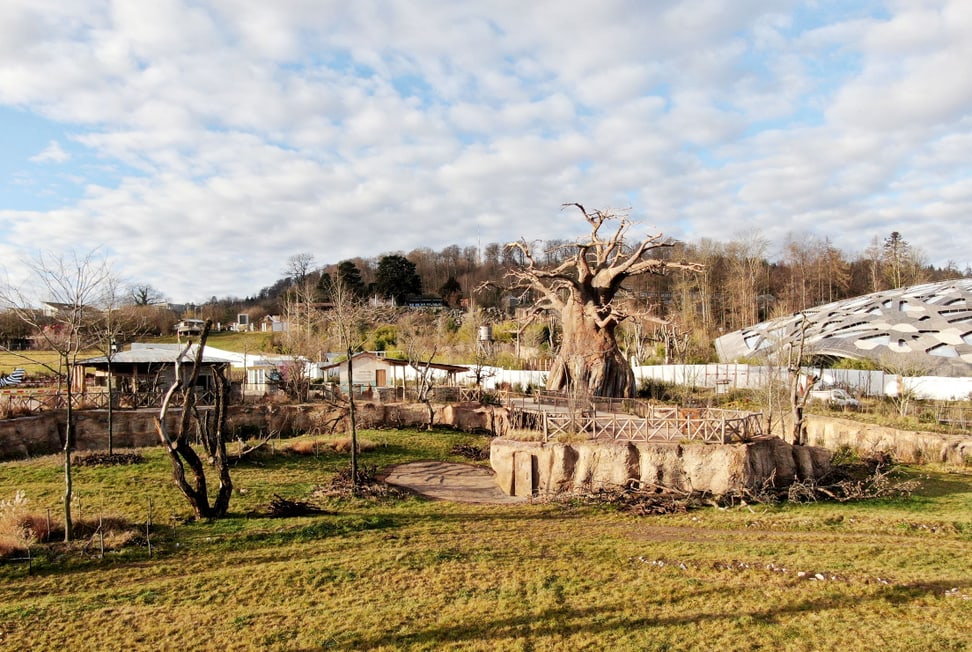 Blick auf Baobab und Steg in der Lewa Savanne im Januar 2020.