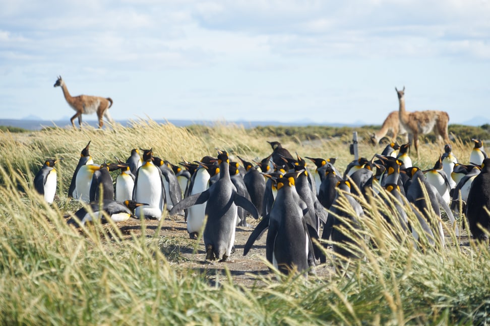 Königspinguin-Kolonie auf Feuerland mit Guanakos.