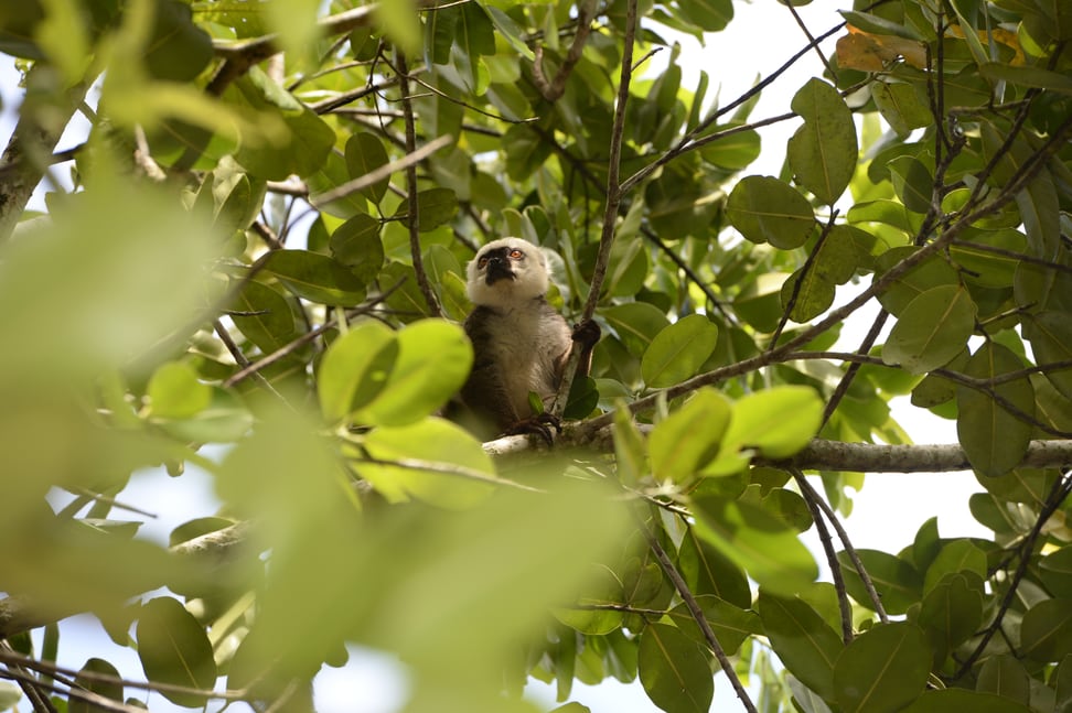 Ein Weisskopfmaki im Masoala Nationalpark auf Madagaskar.