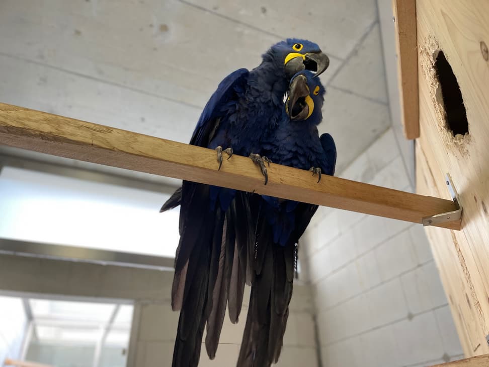 Foto: Zoo Zürich, Jennifer Schwere Hyazinthara-Brutpaar im Artenschutzzentrum Ornis.