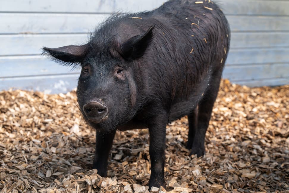 Schwarzes Alpenschwein im Zoolino des Zoo Zürich.