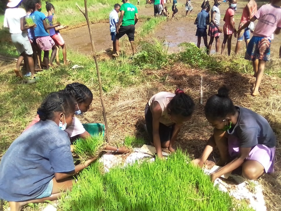 Schüler*innen lernen, wie man Reis anbaut.
