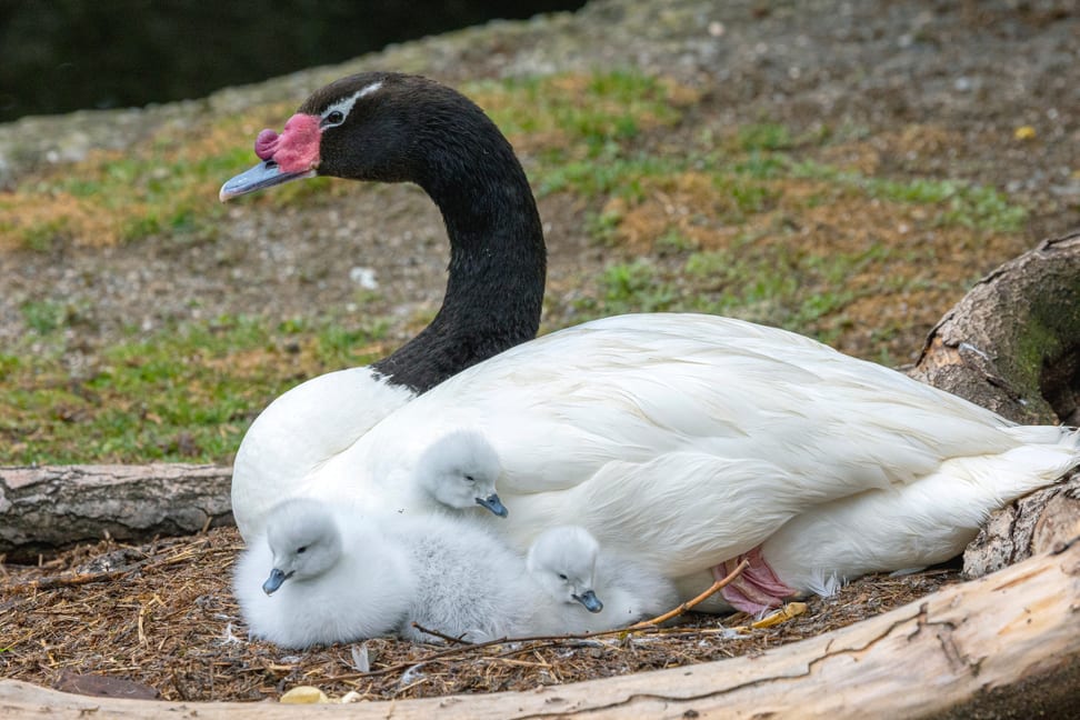 Schwarzhalsschwan mit Küken im Pantanal des Zoo Zürich.