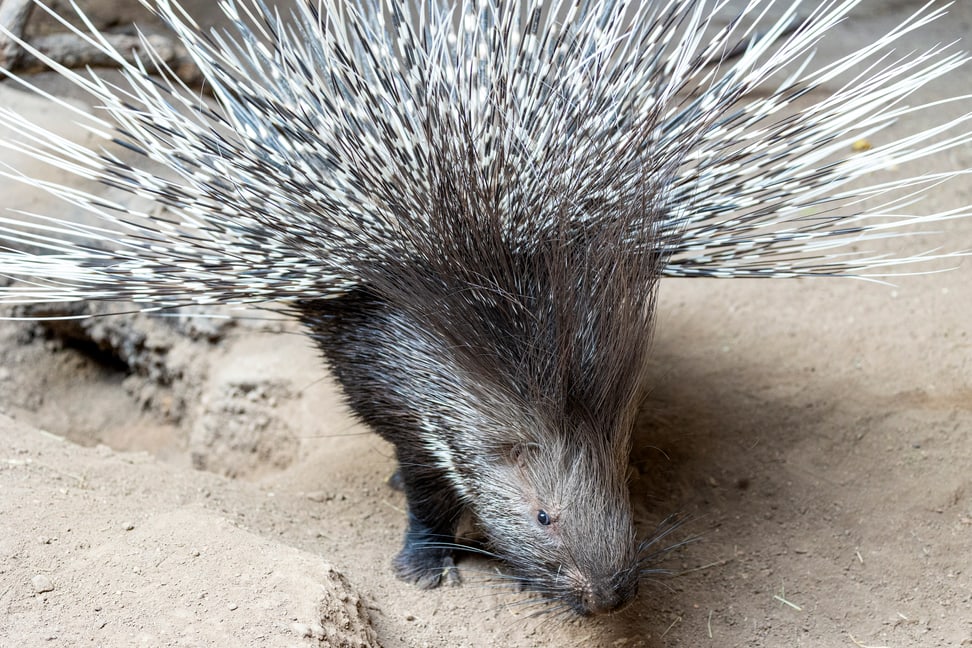 Ausgewachsenes Stachelschwein im Zoo Zürich.