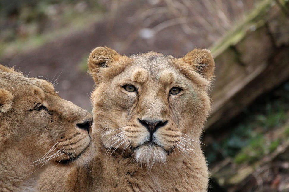Asiatische Löwen im Zoo Zürich.