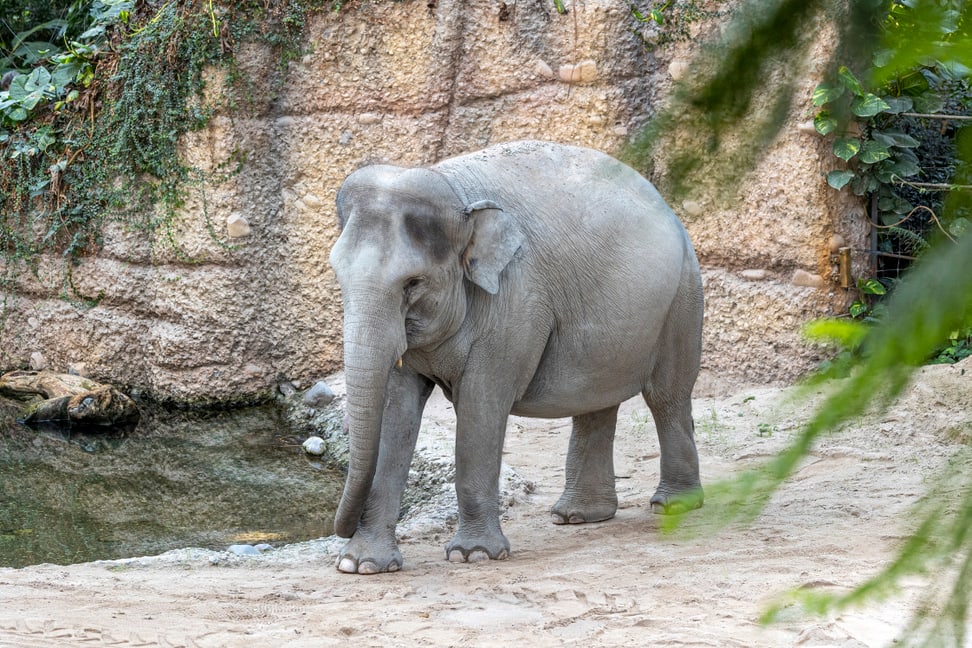Farha im Kaeng Krachan Elefantenpark.