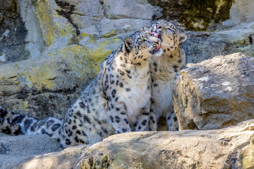 Schneeleoparden Saida und Shahrukh im Zoo Zürich.