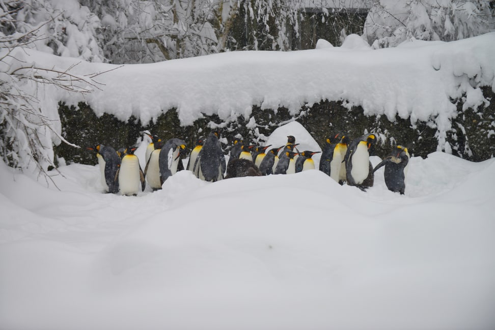 Königspinguine im Zoo Zürich am 15.1.2021.