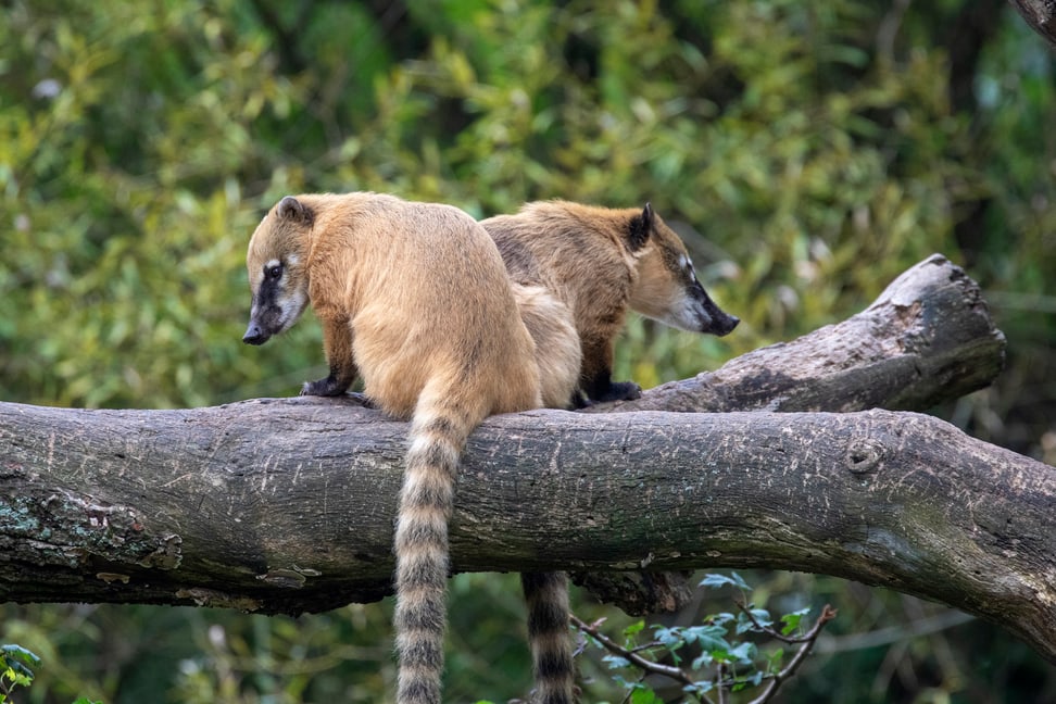 Zwei Nasenbären im Sangay Bergnebelwald des Zoo Zürich.