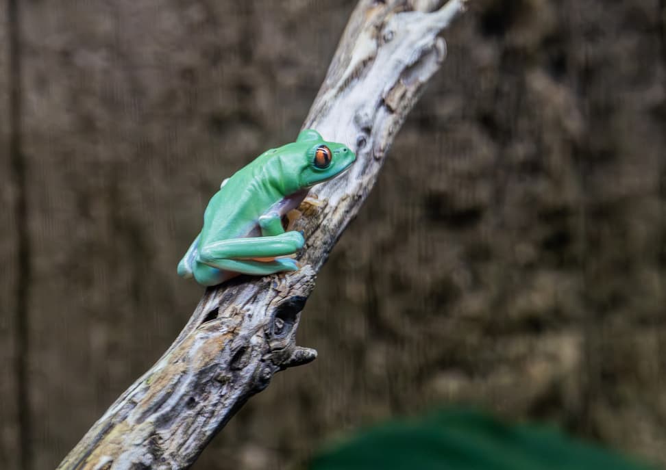 Orangeaugen-Laubfrosch im Zoo Zürich.