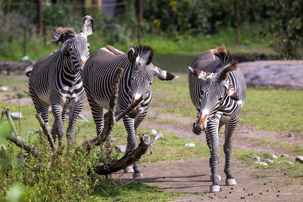 Grevyzebra-Hengst Rashidi mit Stuten auf der Lewa Savanne.