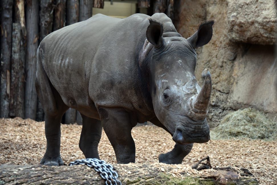 Breitmaulnashorn Teshi in der Innenanlage der Lewa Savanne.