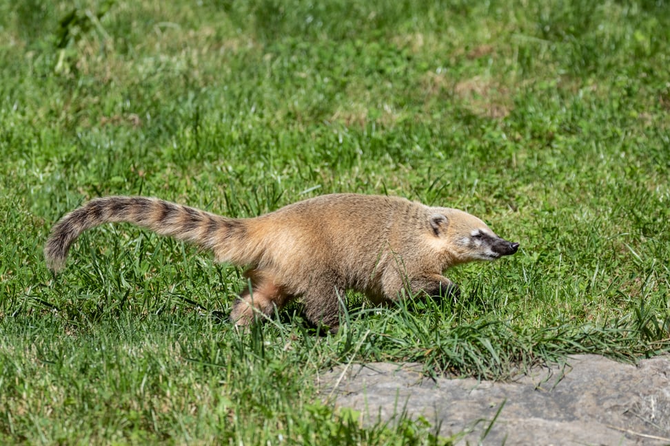 Foto: Zoo Zürich, Enzo Franchini Zwei Nasenbären im Sangay Bergnebelwald des Zoo Zürich.
